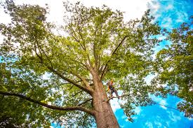 Laie, HI Tree Services Company