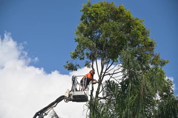 Best Tree Mulching  in Laie, HI