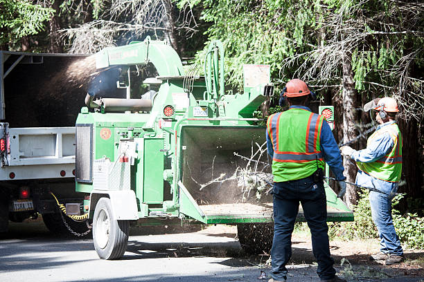 Best Hazardous Tree Removal  in Laie, HI